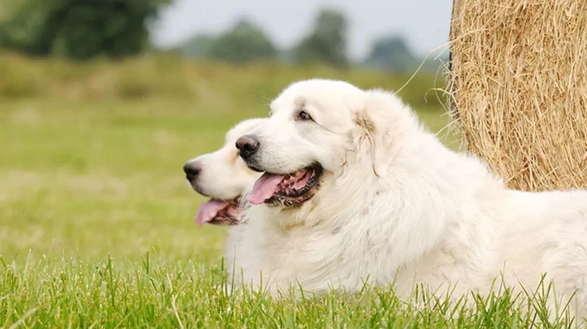 Great Pyrenees Puppies : A Complete Guide for New Owners